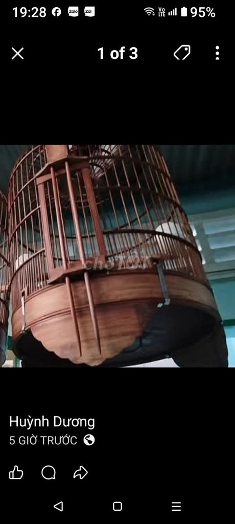 Chim mi hót laizai không tật lỗi. Mua bán Chim tại Quận Liên Chiểu Đà Nẵng được đăng bởi Ninh Bình hình 1