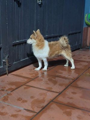 Chó phốc sóc. Mua bán Chó tại Huyện Gia Lâm Hà Nội được đăng bởi Nguyen