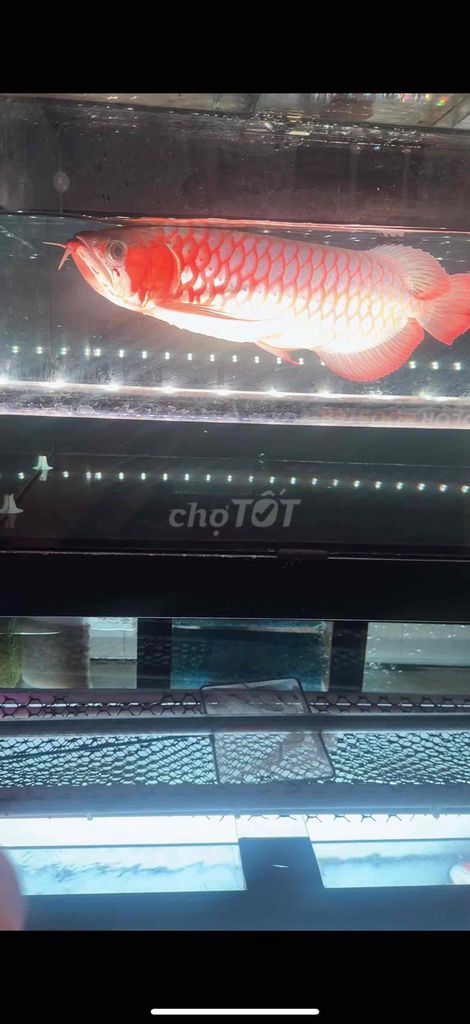 Cá Rồng Huyết Long 40cm Đỏ. Mua bán Thú cưng khác tại Quận Bình Tân Tp Hồ Chí Minh được đăng bởi Nguyễn Hoàng Vương hình 1