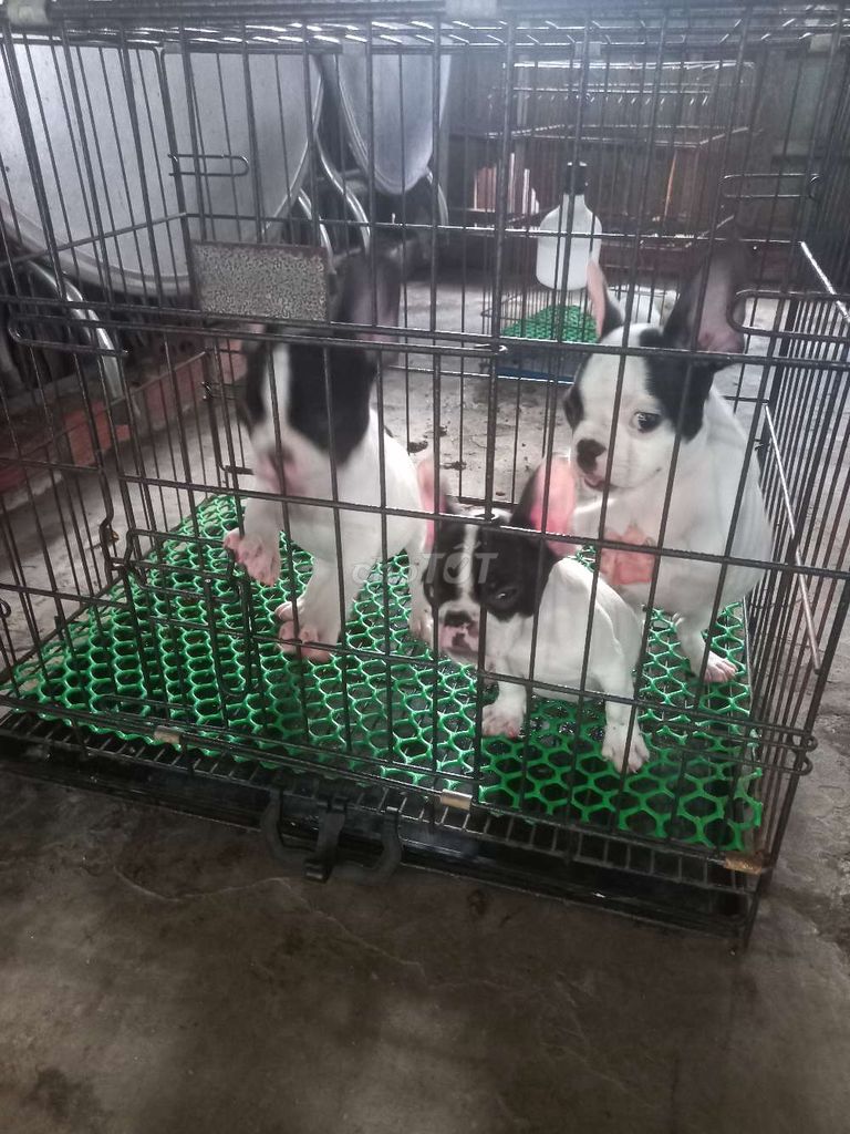Chó Pug Pháp. Mua bán Chó tại Huyện Ba Tri Bến Tre được đăng bởi Phan Bảo Toàn hình 3