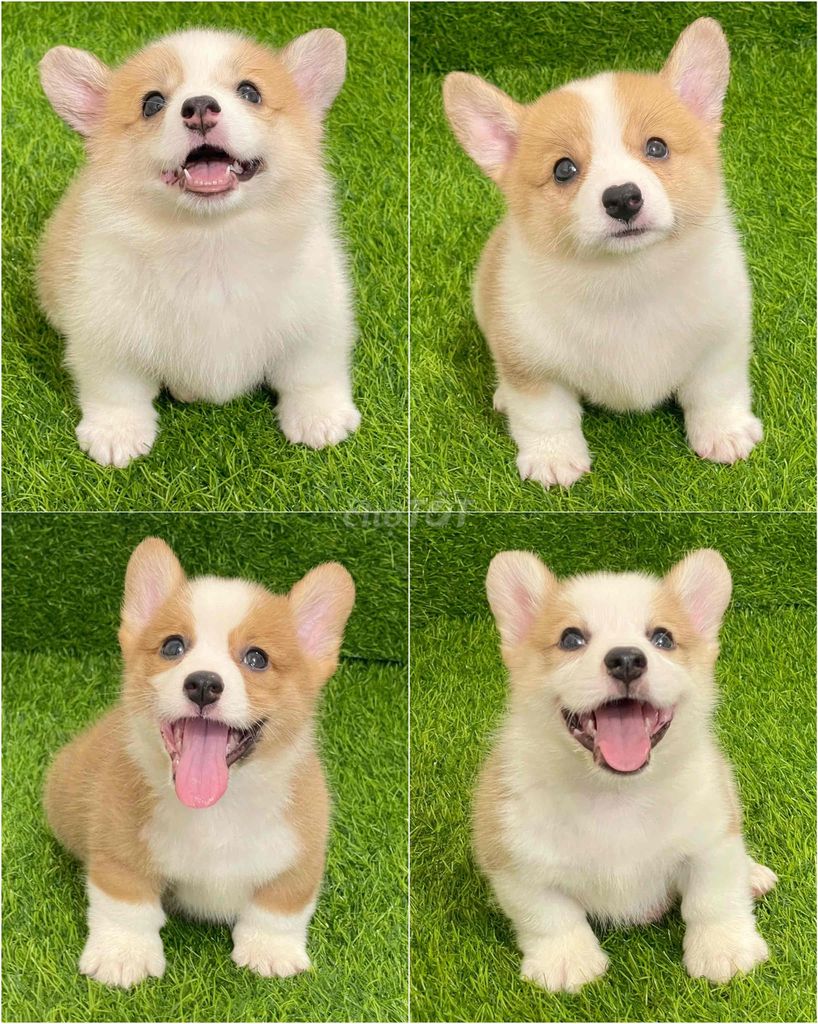 Chó Corgi Trắng vàng kem Cả hai. Mua bán Chó tại Huyện Thanh Trì Hà Nội được đăng bởi Nguyễn Longg hình 1
