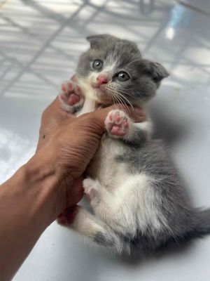 mèo anh lông ngắn xám, chân ngắn ,tai cụp, thuần