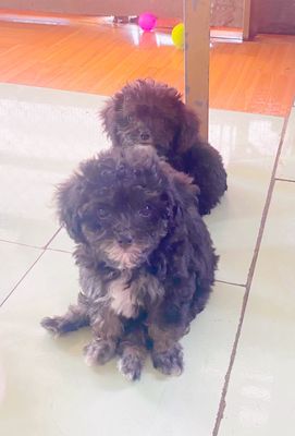 Chó Poodle đực 2.5 tháng Xám đen đã tiêm. Mua bán Chó tại Huyện Châu Thành An Giang được đăng bởi Nhi 