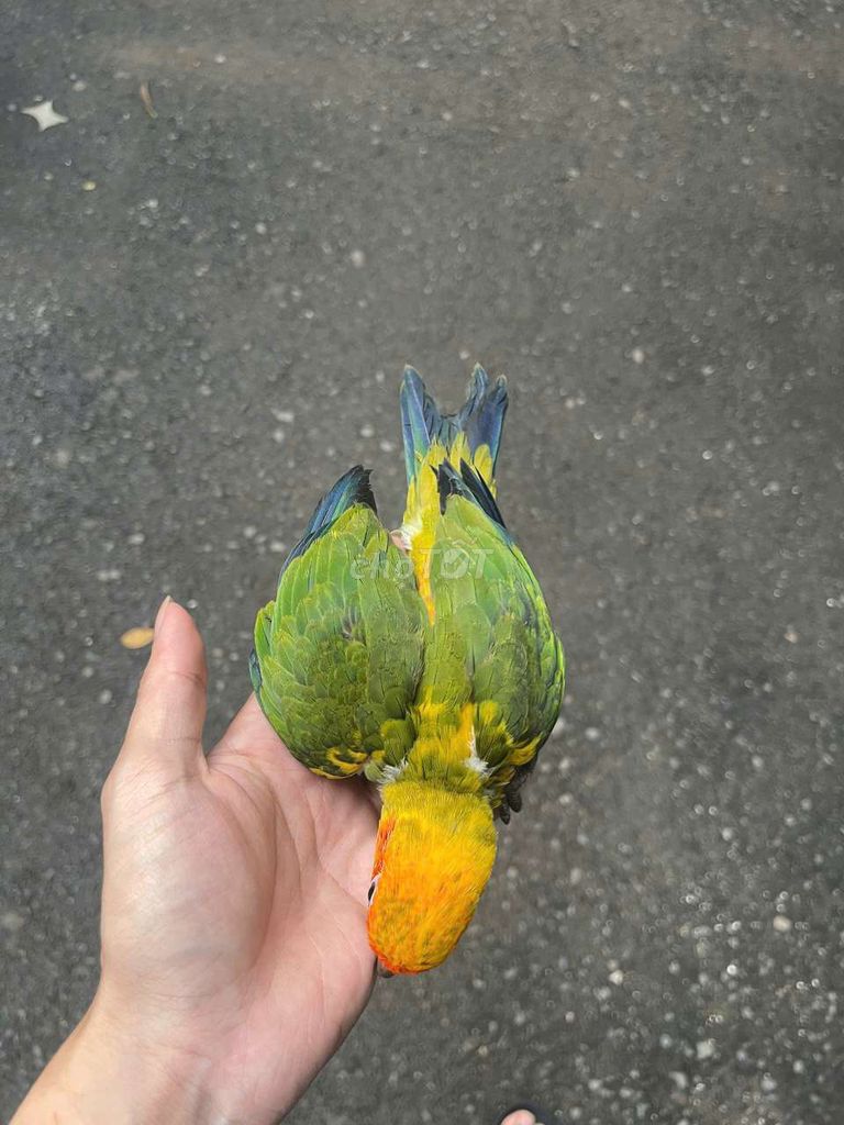 Chim cảnh non Dạy nói. Mua bán Chim tại Quận Cầu Giấy Hà Nội được đăng bởi Shop chim vẹt  hình 1