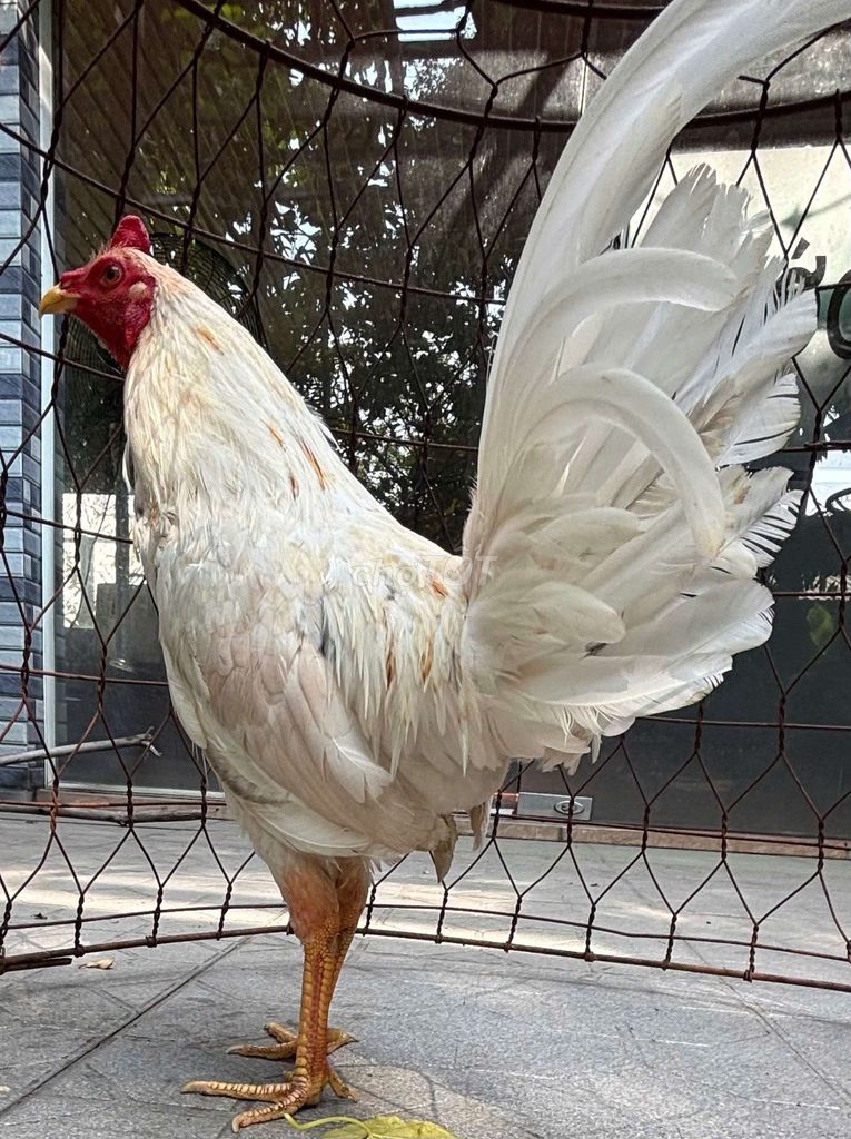 Gà tre Trắng Đực 1.22 kg. Mua bán Gà tại Quận 12 Tp Hồ Chí Minh được đăng bởi tran tan duy hình 1