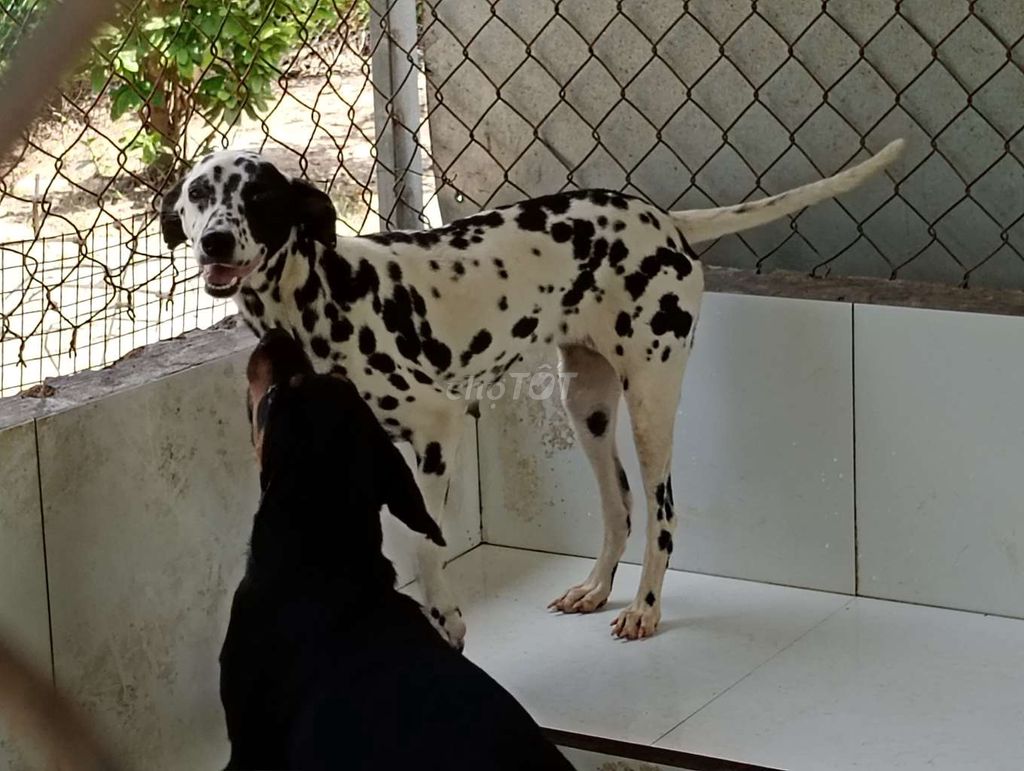 Chó ĐỐM HOẠT HÌNH. Mua bán Chó tại Thành phố Đà Lạt Lâm Đồng được đăng bởi Nhân Rottweiler  hình 1