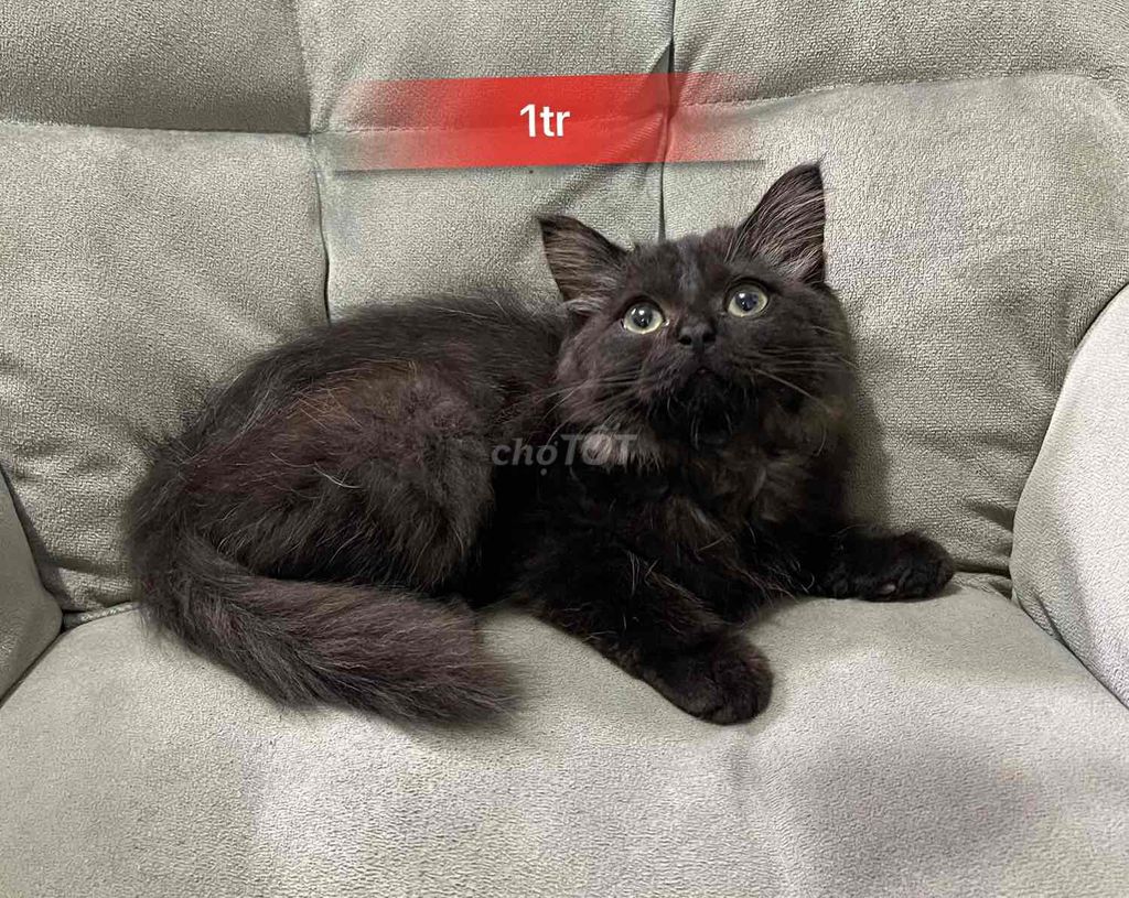 Mèo anh lông ngắn đen , tabby. Mua bán Mèo tại Thành phố Thủ Đức Tp Hồ Chí Minh được đăng bởi Chó Mèo Thủ Đức hình 1