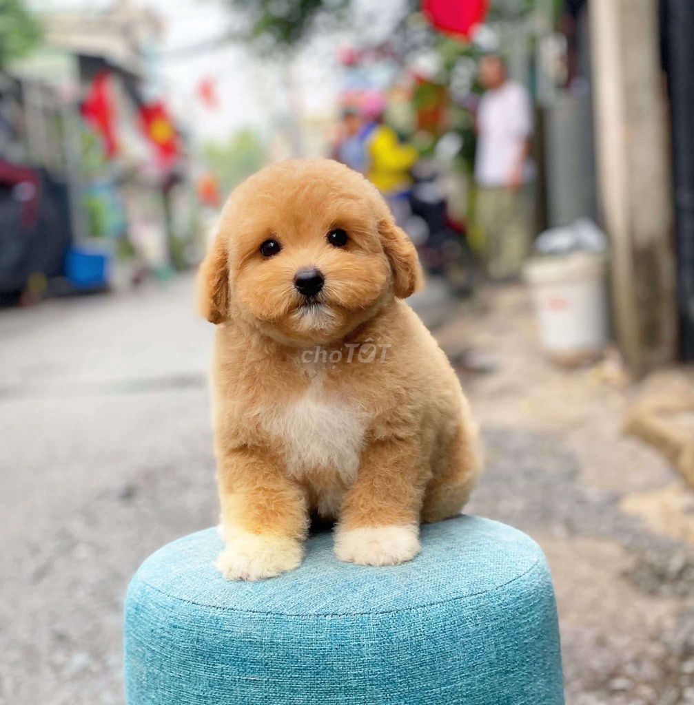 Chó Poodle Nâu vàng 3 tháng tuổi. Mua bán Chó tại Quận Hải Châu Đà Nẵng được đăng bởi xuandung hình 1