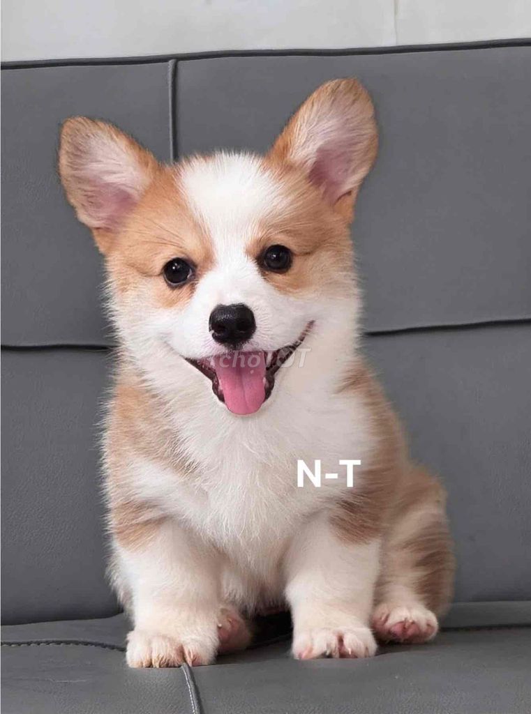 Chó Corgi. Mua bán Chó tại Quận Bình Tân Tp Hồ Chí Minh được đăng bởi Trang  hình 1