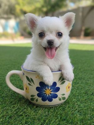Chihuahua lông dài siêu mini đầu táo tai gấu