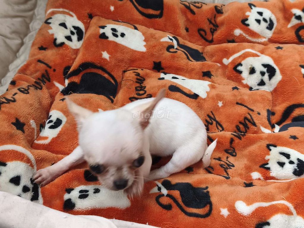 Chó Chihuahua kem cái. Mua bán Chó tại Quận 8 Tp Hồ Chí Minh được đăng bởi ZoZo House Chihuahua hình 1