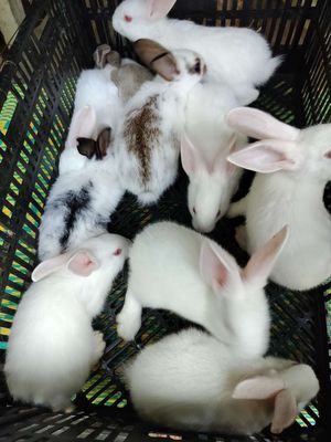Bán thỏ con ở Thừa Thiên Huế