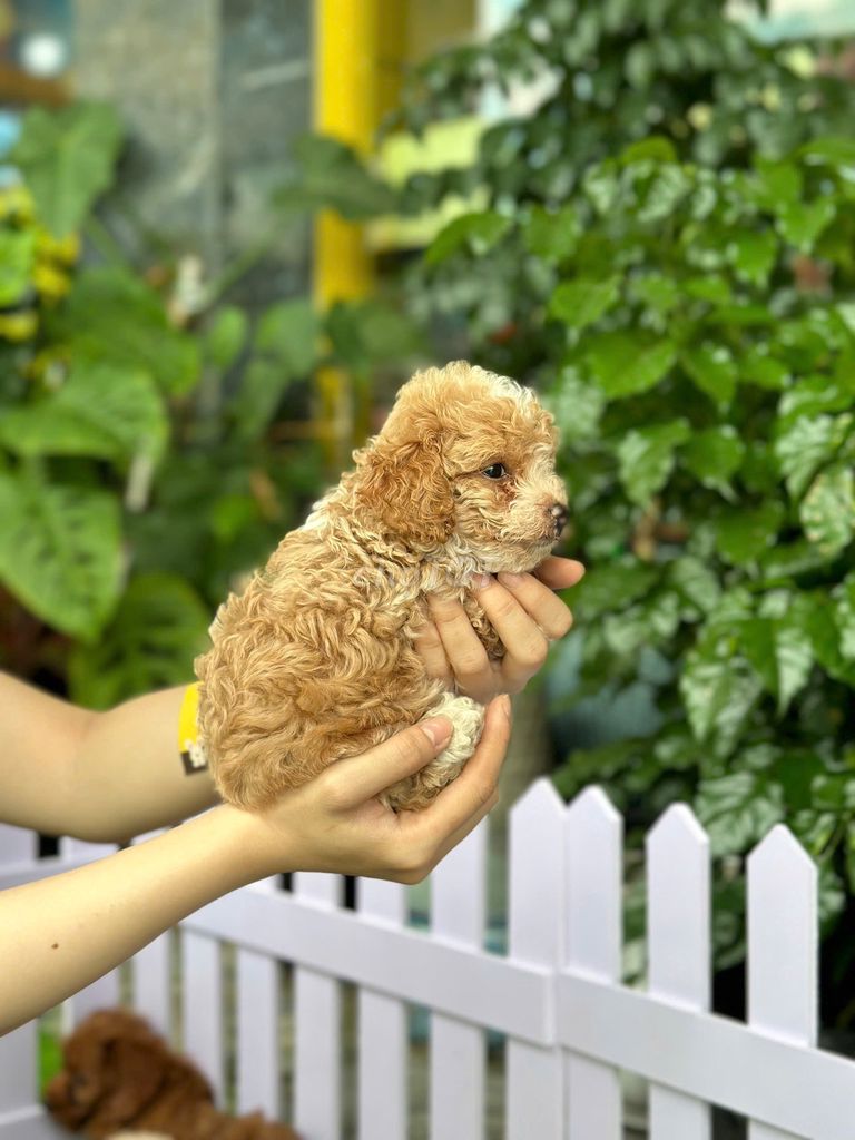 Chó poodle 2 tháng thuần chủng, nhà nuôi