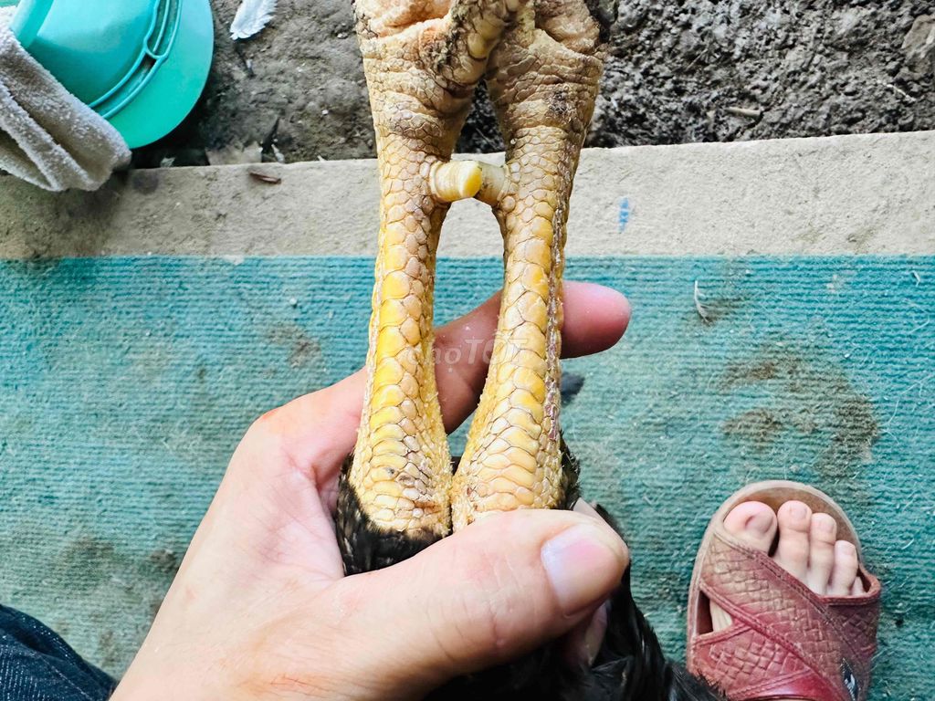 Cú lửa 3kg tay 1 cục mau lẹ giỏi