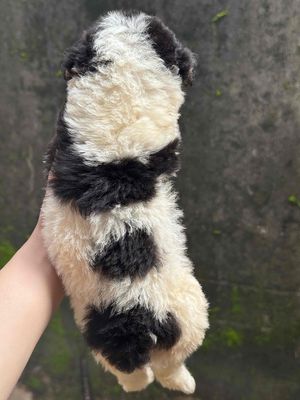 Poodle f1. Mua bán Chó tại Quận Hải Châu Đà Nẵng được đăng bởi Huỳnh Hùng