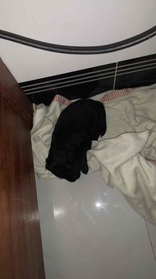 chia lại giá mềm. Mua bán Chó tại Quận Ninh Kiều Cần Thơ được đăng bởi thao nguyen