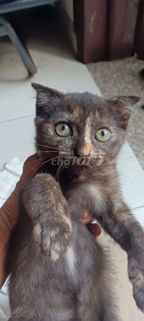 Mèo Scottish Fold Cái Tam thể Tai cụp. Mua bán Mèo tại Quận Gò Vấp Tp Hồ Chí Minh được đăng bởi quangvu hình 1