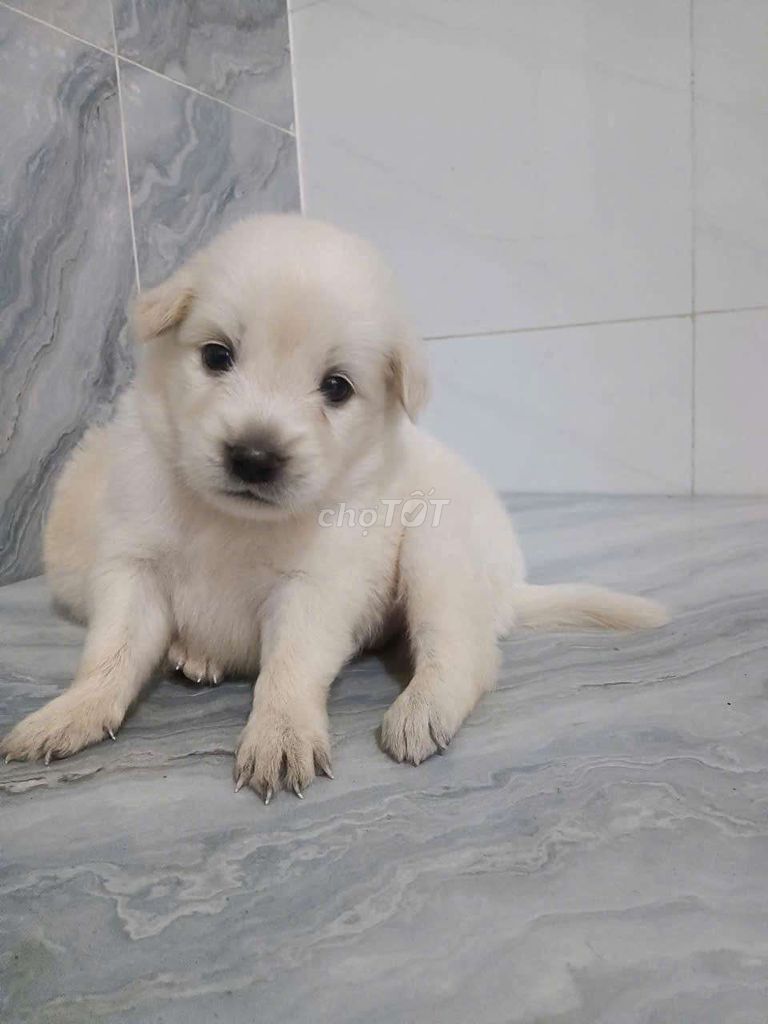 Chó Phốc trắng dễ thương ngoan hiền lông xù. Mua bán Chó tại Quận 6 Tp Hồ Chí Minh được đăng bởi Tăng Chí Lương  hình 1