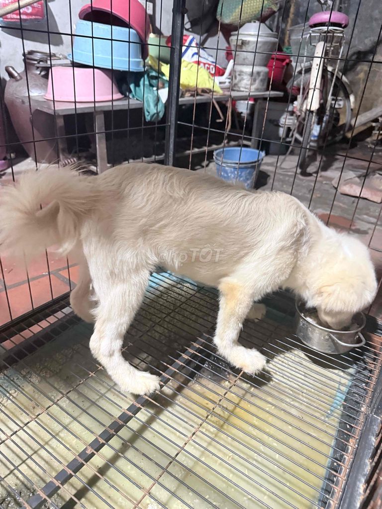 Chó Phốc Sóc Đực Trắng kem Thân thiện. Mua bán Chó tại Huyện Gia Lâm Hà Nội được đăng bởi Dương Đào hình 1