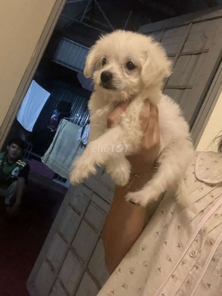 Chó Poodle Trắng Cả Hai. Mua bán Chó tại Huyện Thanh Trì Hà Nội được đăng bởi Anh Dũng hình 1