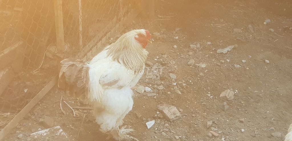 Gà Brahma Trắng lông dày. Mua bán Gà tại Thành phố Thuận An Bình Dương được đăng bởi đạt tiến hình 1