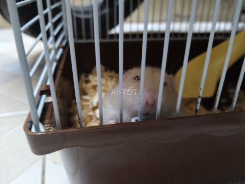 Chuột Hamster vàng chanh. Mua bán Thú cưng khác tại Quận Đống Đa Hà Nội được đăng bởi Bảo Yến  hình 1