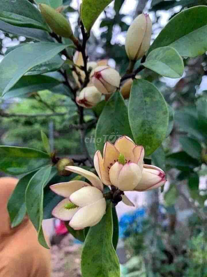 Lan tiêu Xanh lá. Mua bán Cây cảnh, đồ trang trí tại Huyện Sông Lô Vĩnh Phúc được đăng bởi Nhà vườn Ngọc Trang hình 1