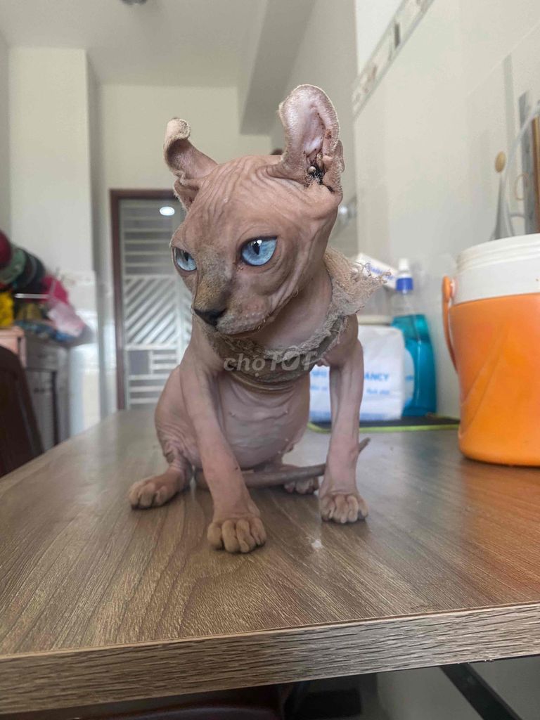 Sphynx Gái