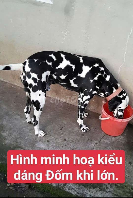 Chó Đốm Con -lớn lên giống Đốm bự - Đen full người. Mua bán Chó tại Huyện Củ Chi Tp Hồ Chí Minh được đăng bởi Nguyễn Huy hình 1