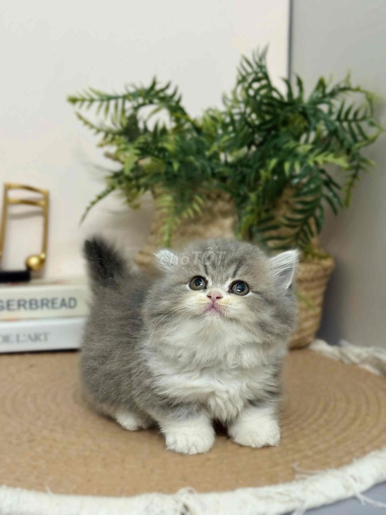 Mèo Anh lông dài chân ngắn xinh HCM. Mua bán Mèo tại Quận 1 Tp Hồ Chí Minh được đăng bởi ti pet town hình 1