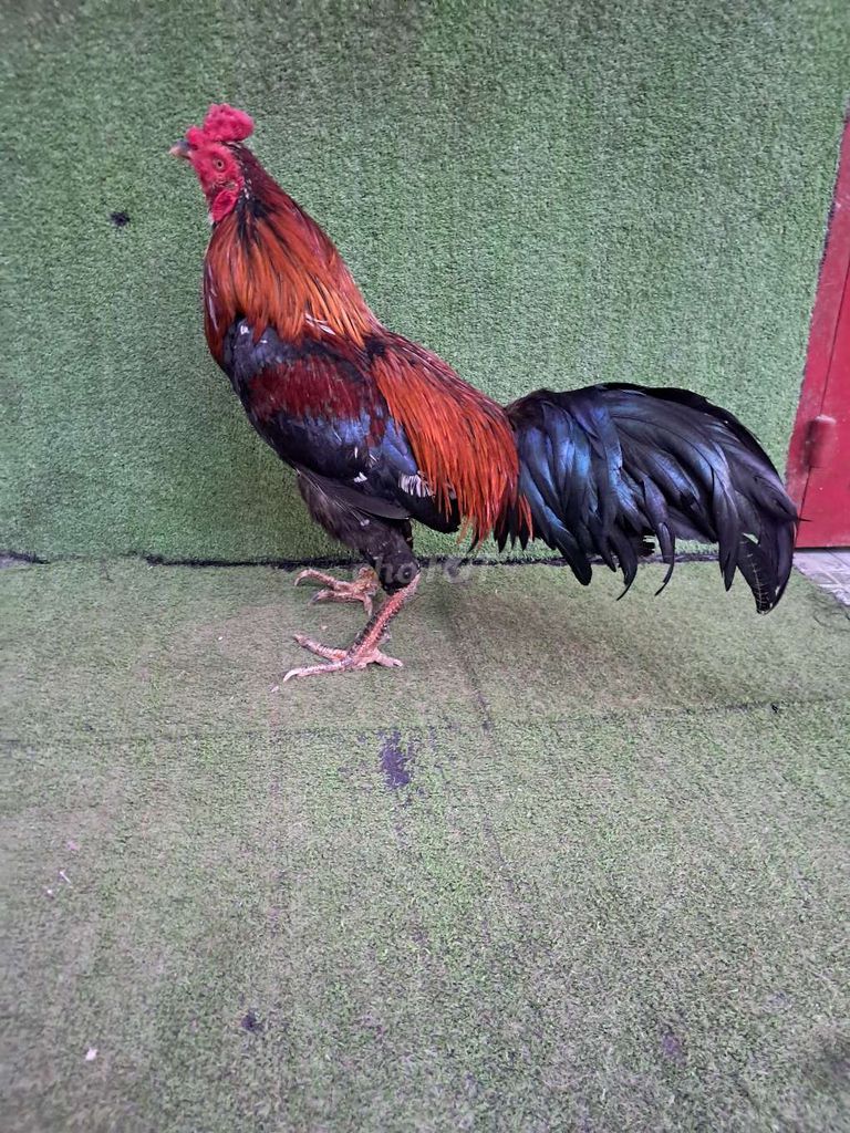 que 2ki7. Mua bán Gà tại Huyện Châu Thành Tiền Giang được đăng bởi Trường hình 1