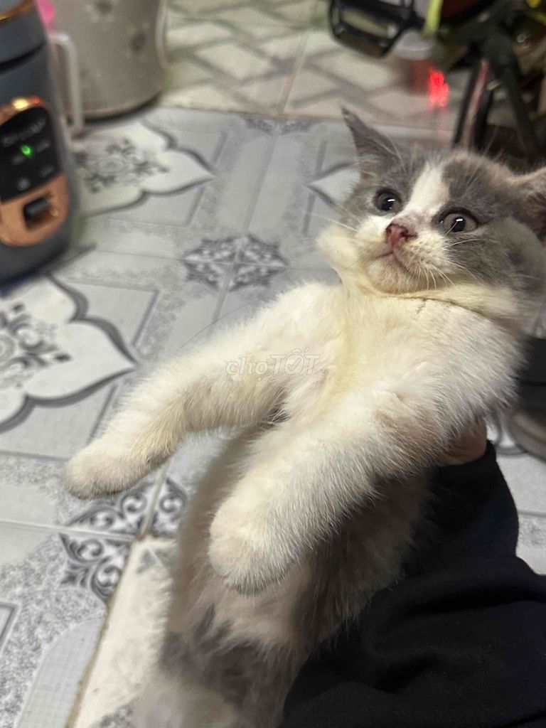 mèo aln tam thể 1tr5-2tr. Mua bán Mèo tại Quận 6 Tp Hồ Chí Minh được đăng bởi Bạc Xỉu hình 1