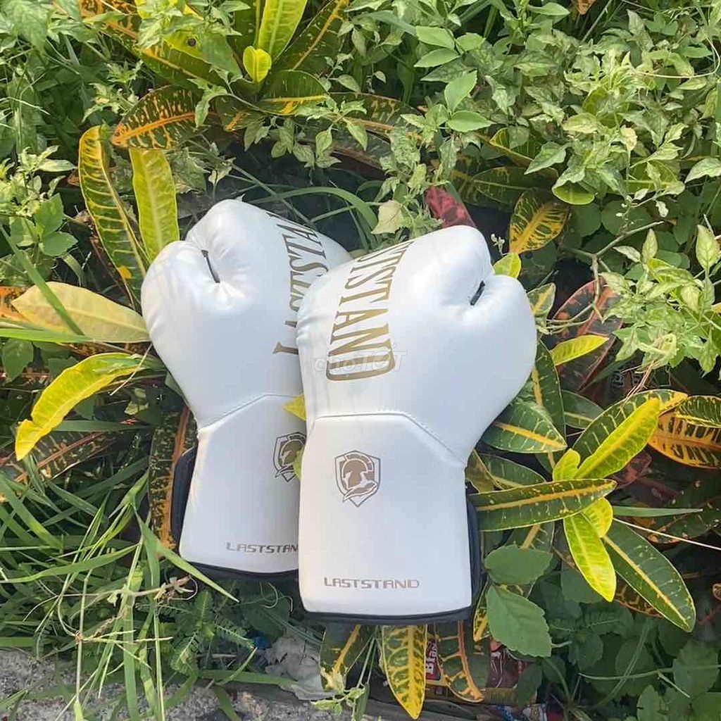 Găng tay boxing LASTSTAND Trắng Unisex. Mua bán Đồ thể thao, Dã ngoại tại Quận Cầu Giấy Hà Nội được đăng bởi Hùng hình 1