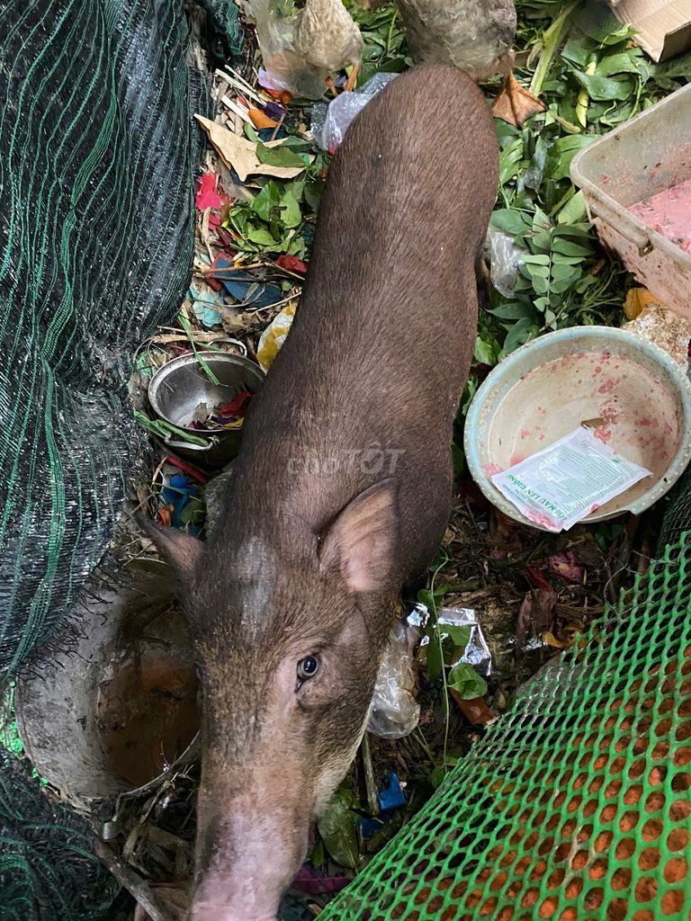 Heo cái tơ Cái Nâu Huế. Mua bán Thú cưng khác tại Thành phố Huế Thừa Thiên Huế được đăng bởi Quang Đăng hình 1