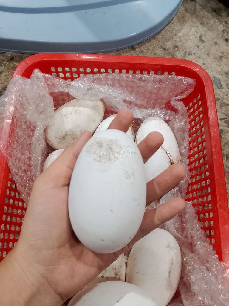 Trứng ngỗng siêu to 2 lòng đỏ. Mua bán Đồ ăn, thực phẩm và các loại khác tại Quận Bình Tân Tp Hồ Chí Minh được đăng bởi Mai Ban hình 1