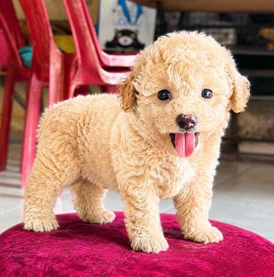 Chó Poodle nhỏ đực cái 2.5 tháng