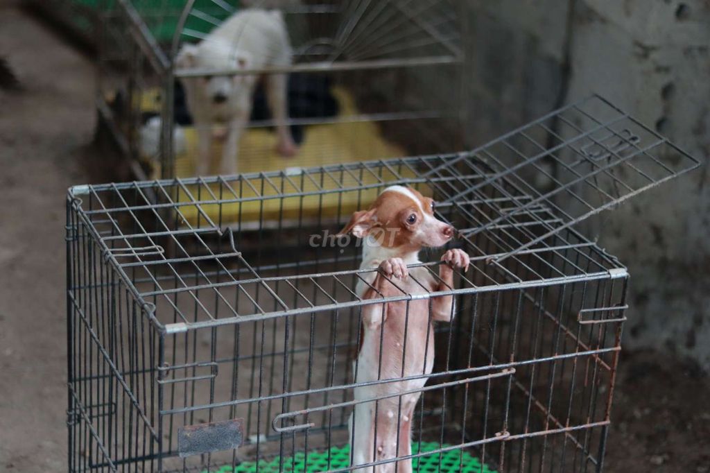 Phốc bò sữa gần 2 cân cái tơ. Mua bán Chó tại Huyện Mỹ Đức Hà Nội được đăng bởi Lương Thanh Liêm hình 2