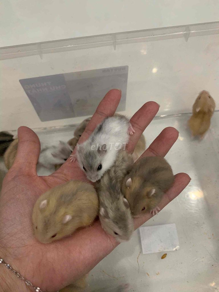 Cần bán chuột hamster baby