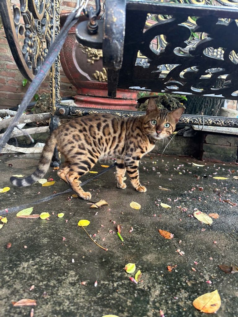 Mèo Bengal và Mèo anh