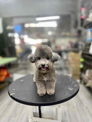 chó Poodle teacup