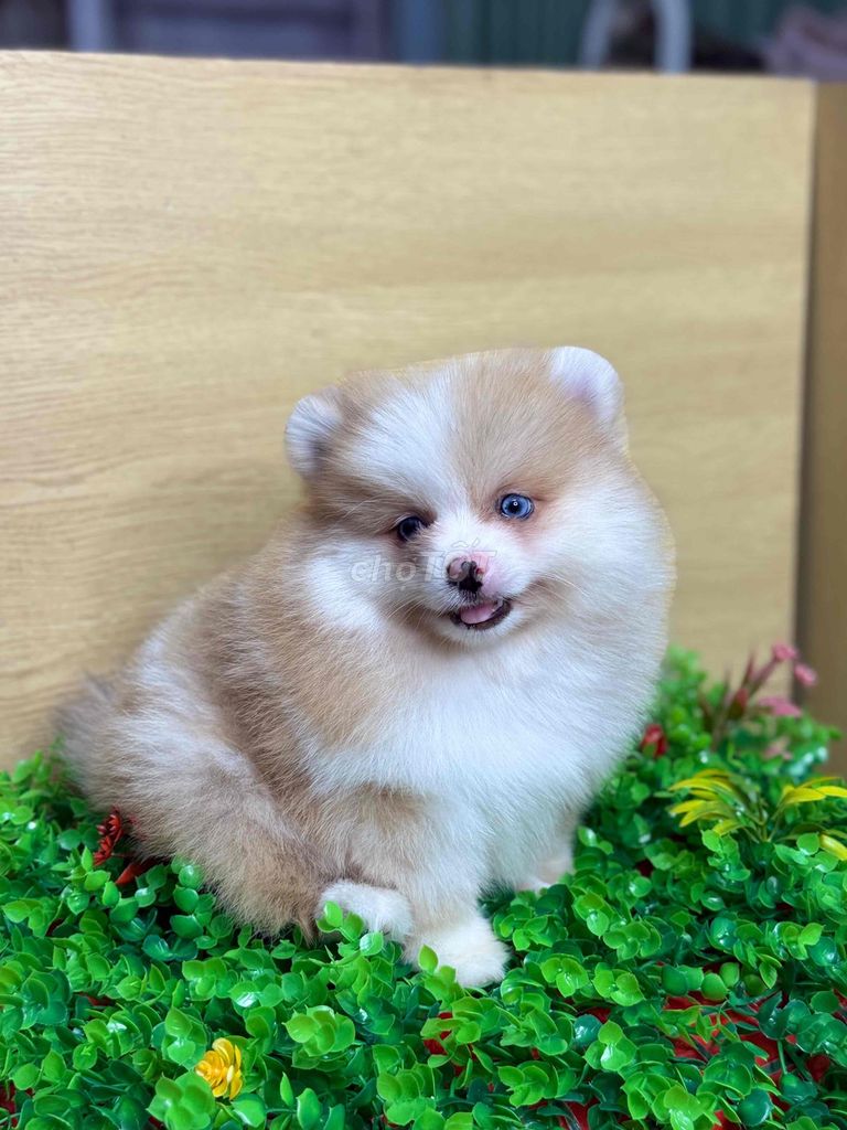 Chó Pomeranian Mini nhiều màu. Mua bán Chó tại Quận Tân Bình Tp Hồ Chí Minh được đăng bởi nguyễn tường vân hình 4