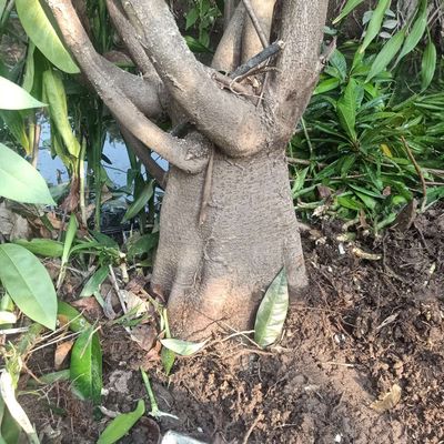 Cây bình bát. Mua bán Cây cảnh, đồ trang trí tại Huyện Châu Thành Đồng Tháp được đăng bởi  hiền nth