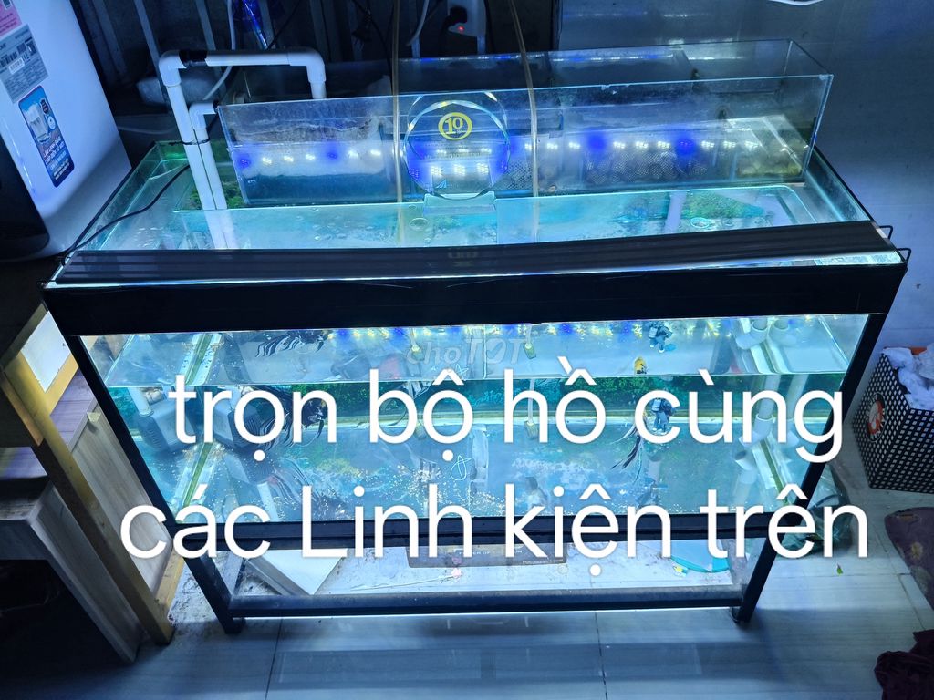 Hồ cá Kính 200 lít phụ kiện đầy đủ. Mua bán Phụ kiện, Thức ăn, Dịch vụ tại Thành phố Biên Hòa Đồng Nai được đăng bởi Trung Anh hình 1