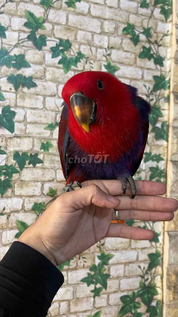 Eclectus đỏ dạy nói