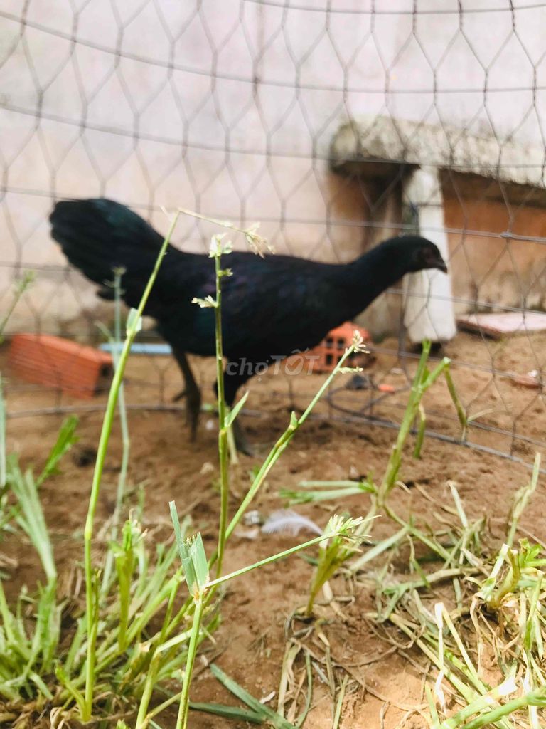 Gà Peru đen trên 5 tháng trên 1kg. Mua bán Gà tại Huyện Mang Thít Vĩnh Long được đăng bởi Hưng Quoc hình 1