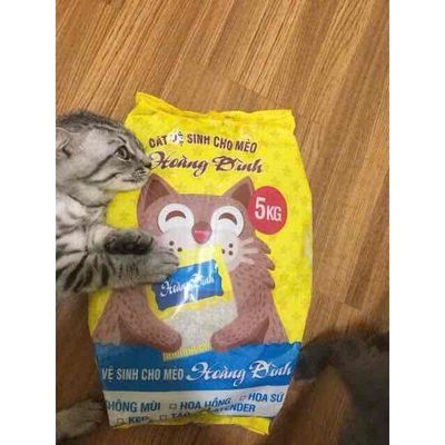 cát vệ sinh cho mèo ko mùi bao 5kg. Mua bán Phụ kiện, Thức ăn, Dịch vụ tại Quận 12 Tp Hồ Chí Minh được đăng bởi Na