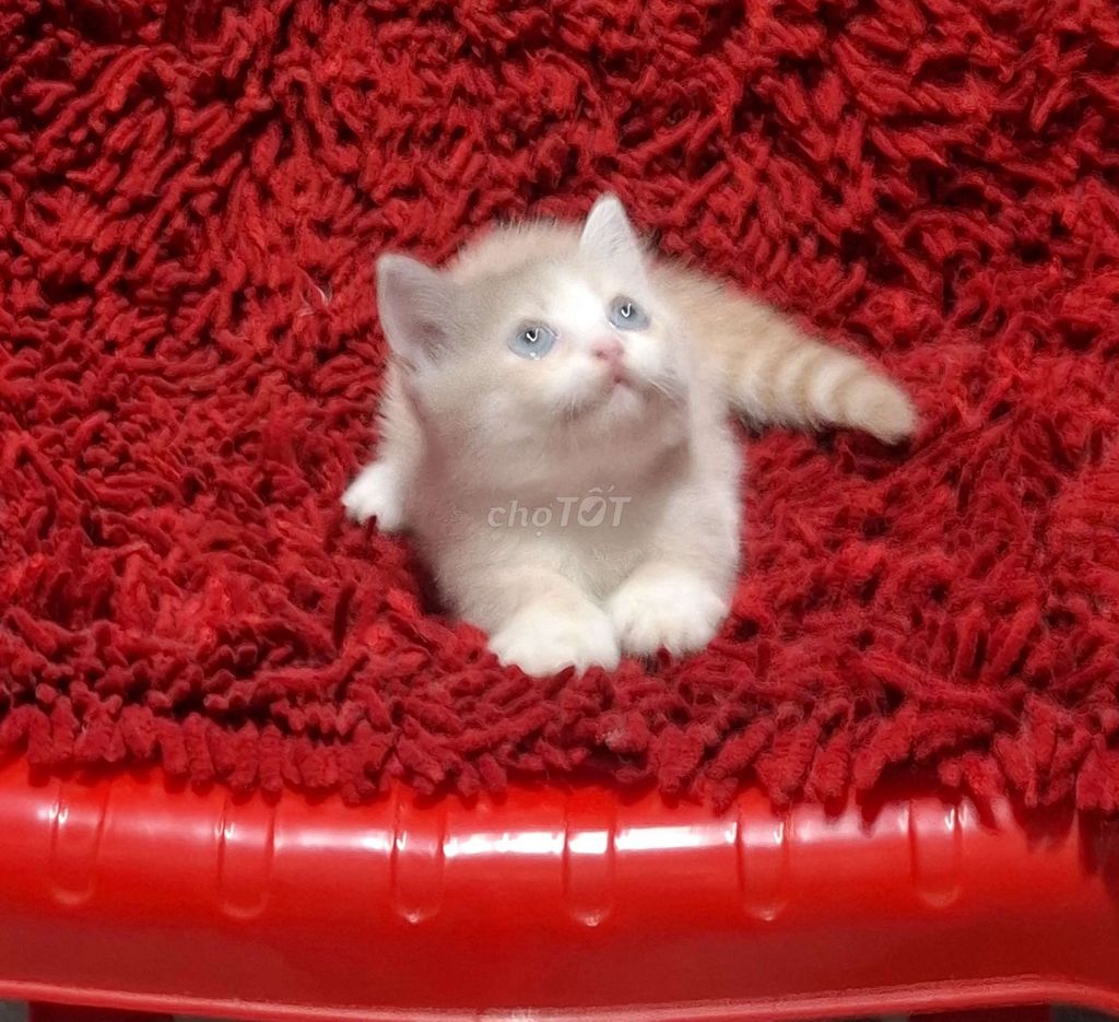 Mèo Anh lông ngắn lùn sát đất thuần chủng. Mua bán Mèo tại Quận Bình Tân Tp Hồ Chí Minh được đăng bởi Chất Phát hình 1