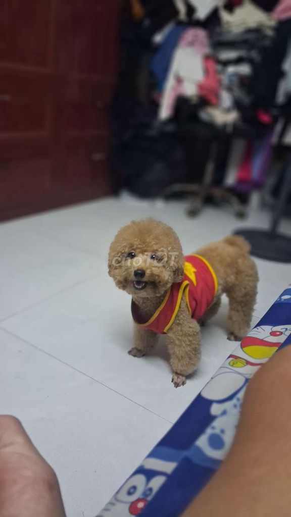Chó Poodle đực 19 tháng. Mua bán Chó tại Thành phố Thủ Đức Tp Hồ Chí Minh được đăng bởi Nhật Minh hình 1