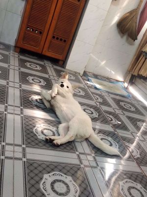 Chó con trắng đã tiêm phòng