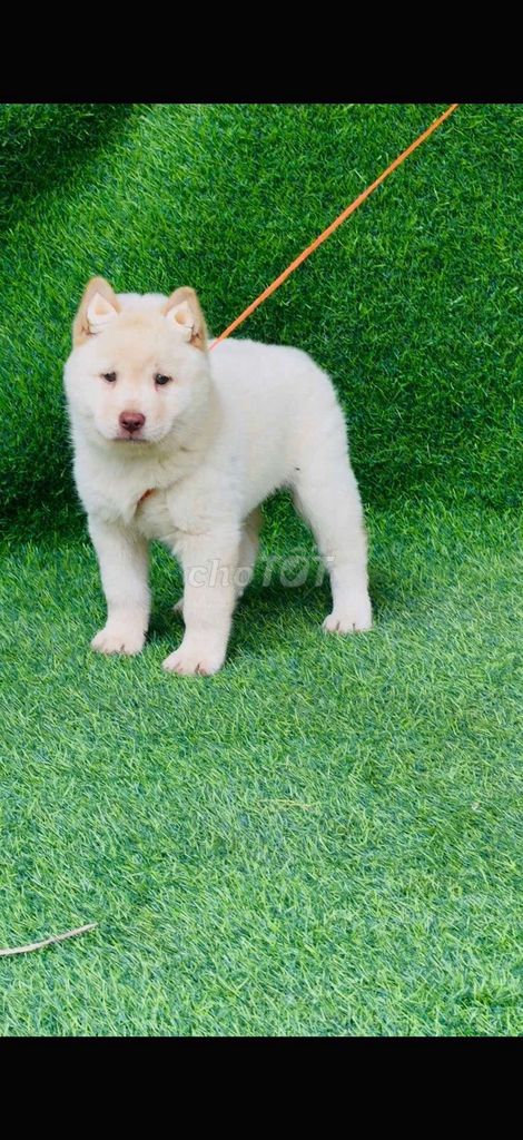 Chó Husky cái trắng thông minh. Mua bán Chó tại Thành phố Thủ Đức Tp Hồ Chí Minh được đăng bởi cho H mong hình 1
